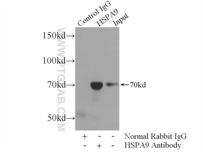 GRP75 Antibody in Immunoprecipitation (IP)