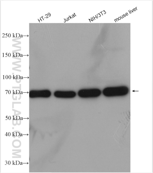 GRP75 Antibody in Western Blot (WB)