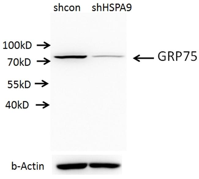 GRP75 Antibody in Western Blot (WB)