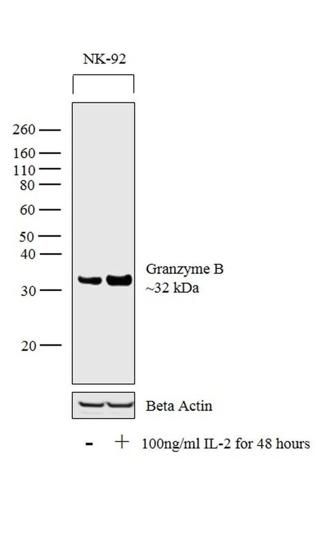 Granzyme B Antibody in Western Blot (WB)