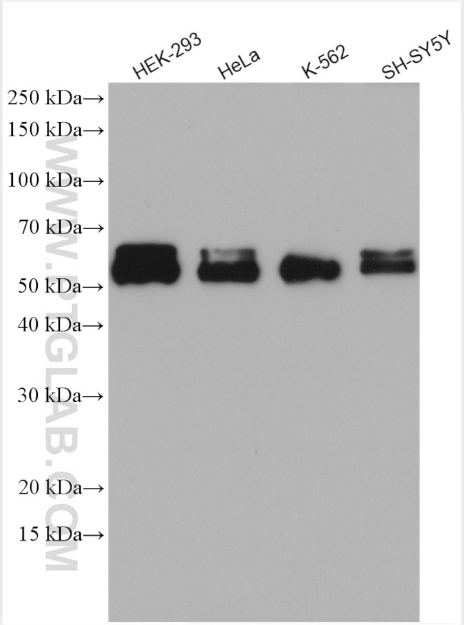 ABI2 Antibody in Western Blot (WB)