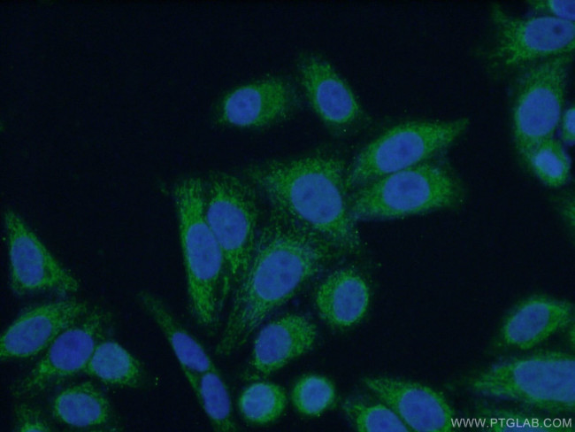 PCK2 Antibody in Immunocytochemistry (ICC/IF)