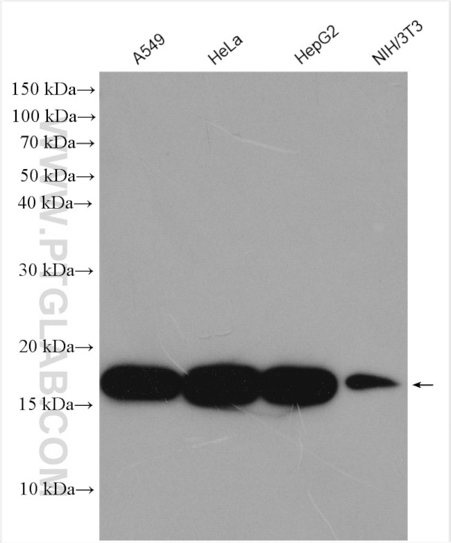 ATP5D Antibody in Western Blot (WB)