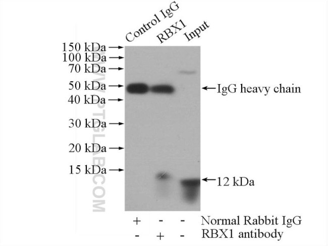 RBX1 Antibody in Immunoprecipitation (IP)