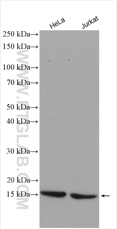 RBX1 Antibody in Western Blot (WB)