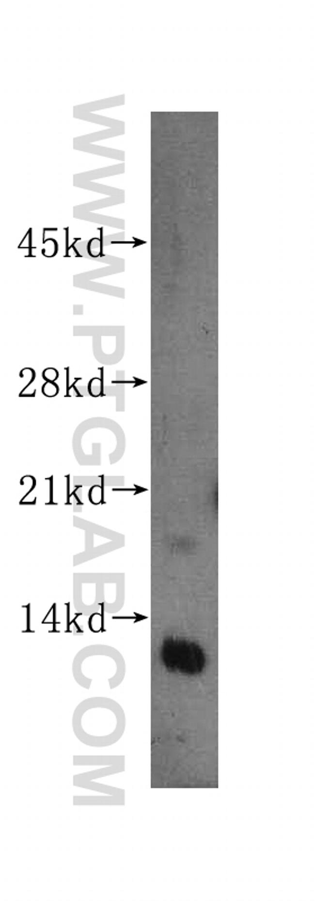 RBX1 Antibody in Western Blot (WB)