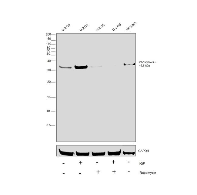 Phospho-S6 (Ser235, Ser236) Antibody in Western Blot (WB)