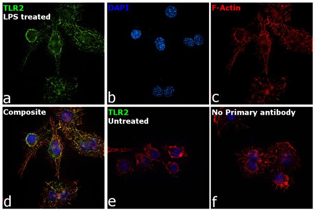 CD282 (TLR2) Antibody