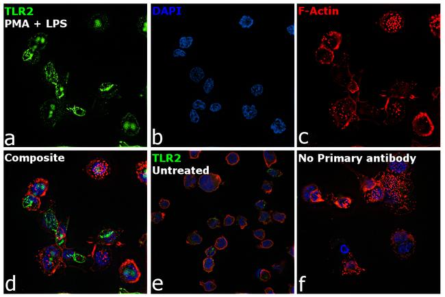 CD282 (TLR2) Antibody