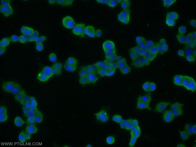 SNAP25 Antibody in Immunocytochemistry (ICC/IF)