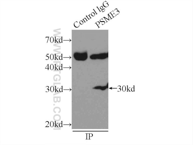 PSME3 Antibody in Immunoprecipitation (IP)