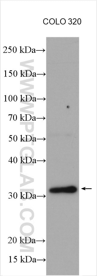 PSME3 Antibody in Western Blot (WB)