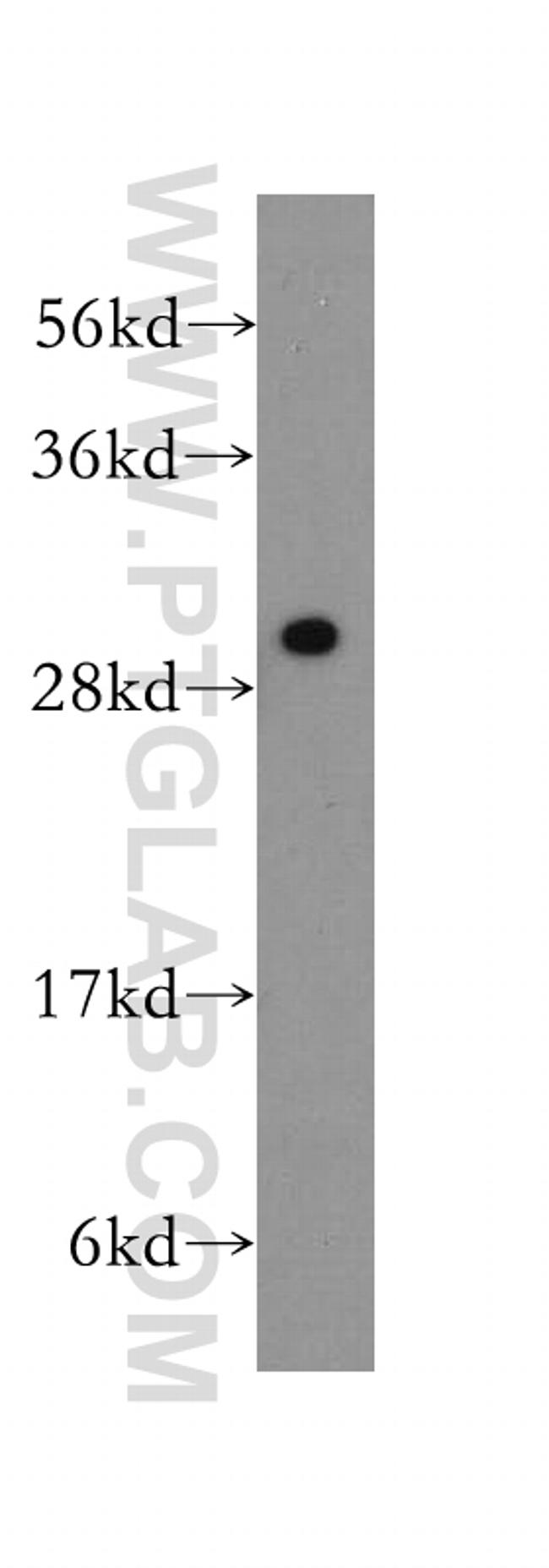 PSME3 Antibody in Western Blot (WB)