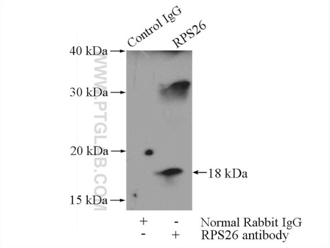 RPS26 Antibody in Immunoprecipitation (IP)