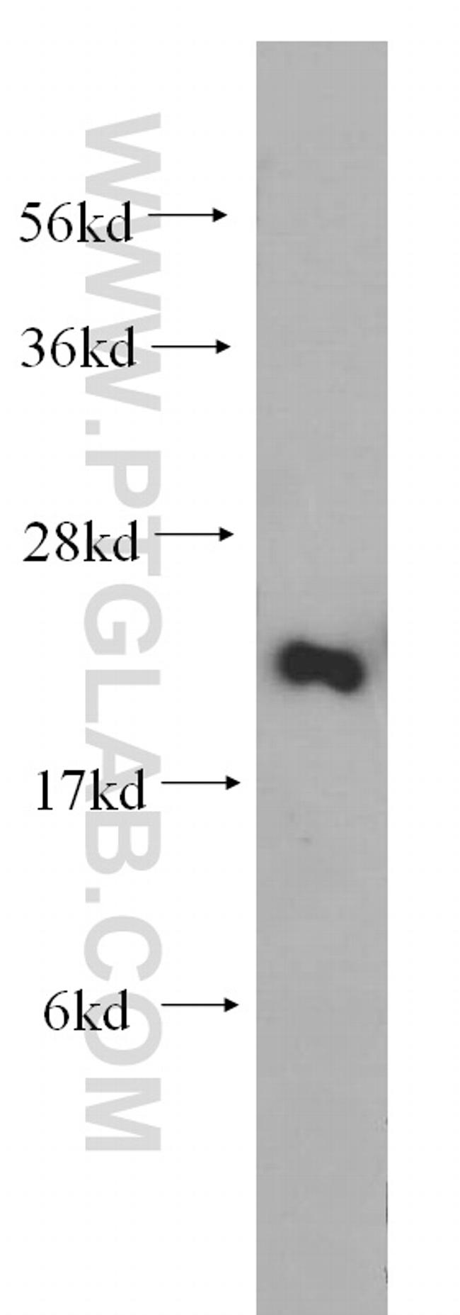 RPS26 Antibody in Western Blot (WB)