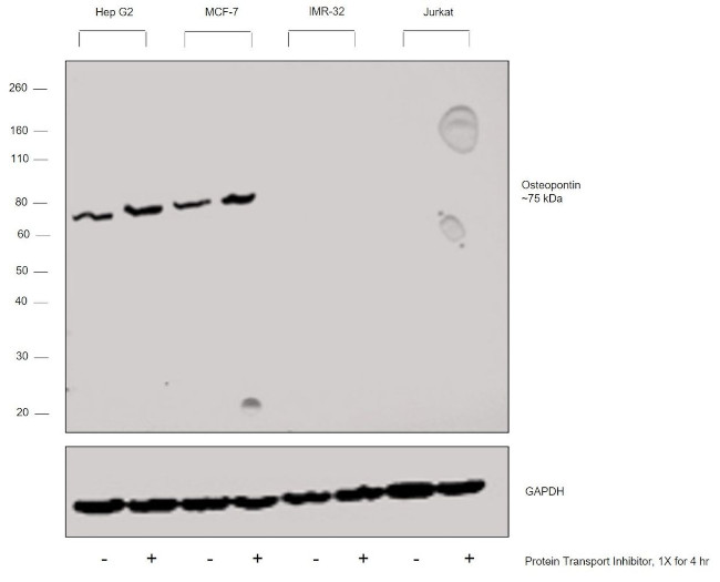 Osteopontin Antibody