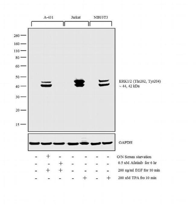 Phospho-ERK1/2 (Thr202, Tyr204) Antibody in Western Blot (WB)