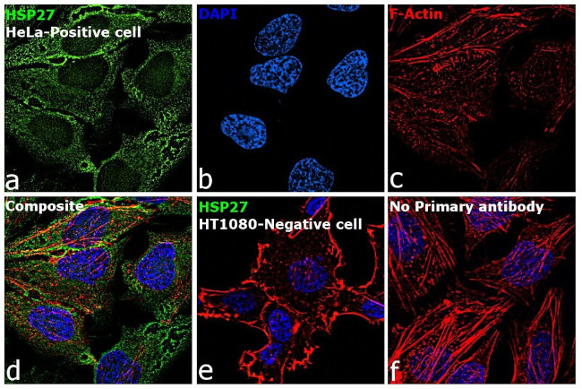 HSP27 Antibody