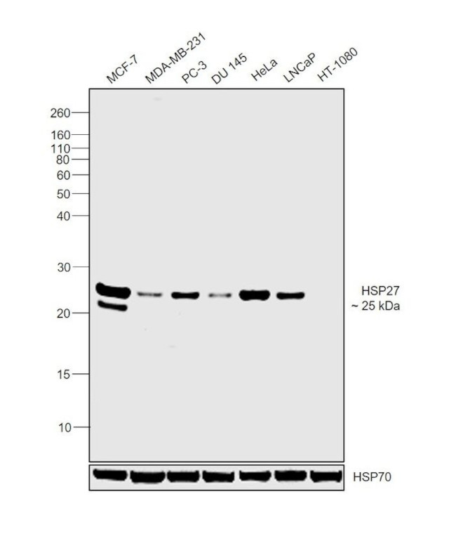 HSP27 Antibody