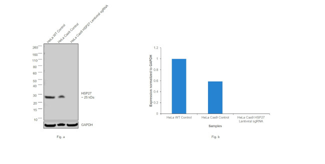 HSP27 Antibody