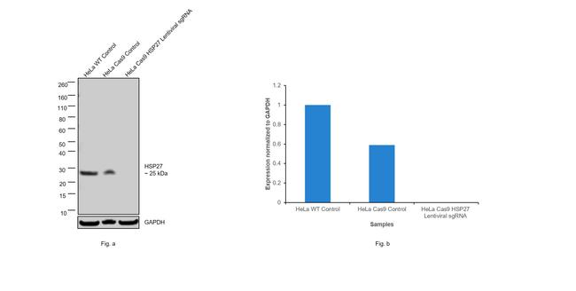 HSP27 Antibody in Western Blot (WB)