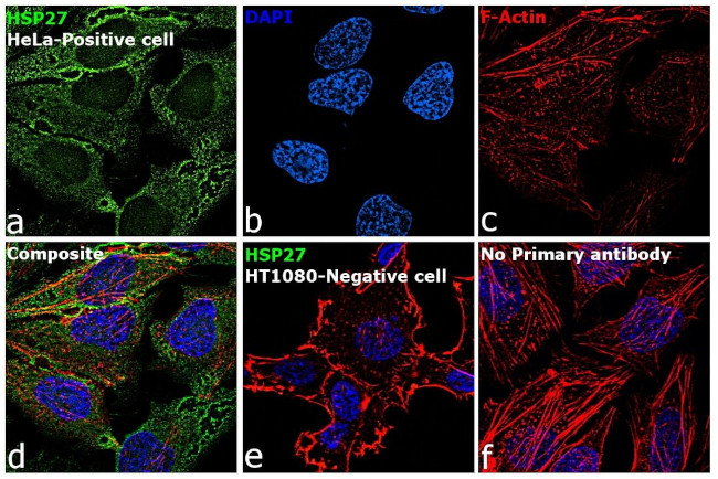 HSP27 Antibody in Immunocytochemistry (ICC/IF)