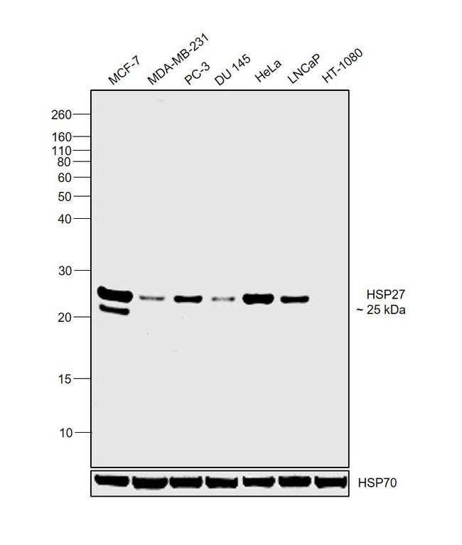 HSP27 Antibody in Western Blot (WB)