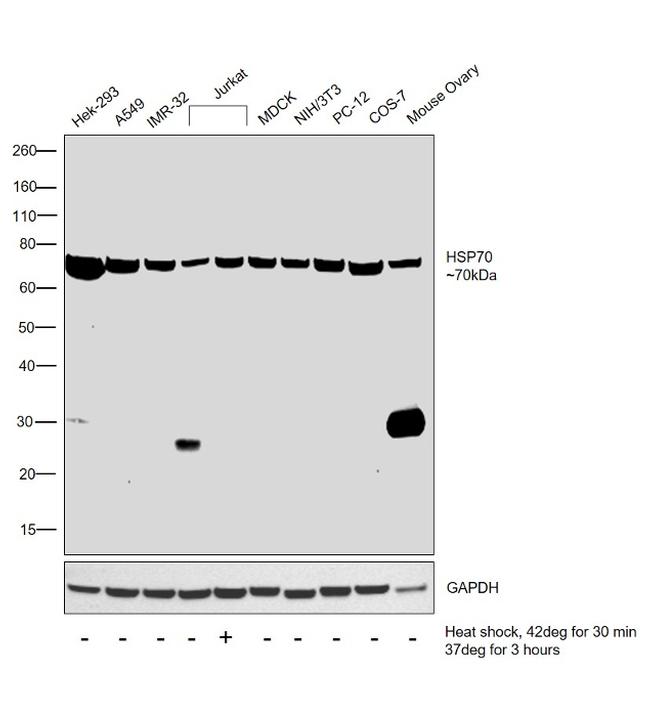 HSP70 Antibody in Western Blot (WB)