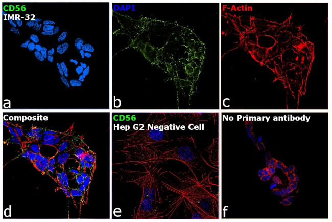 PSA-NCAM Antibody in Immunocytochemistry (ICC/IF)