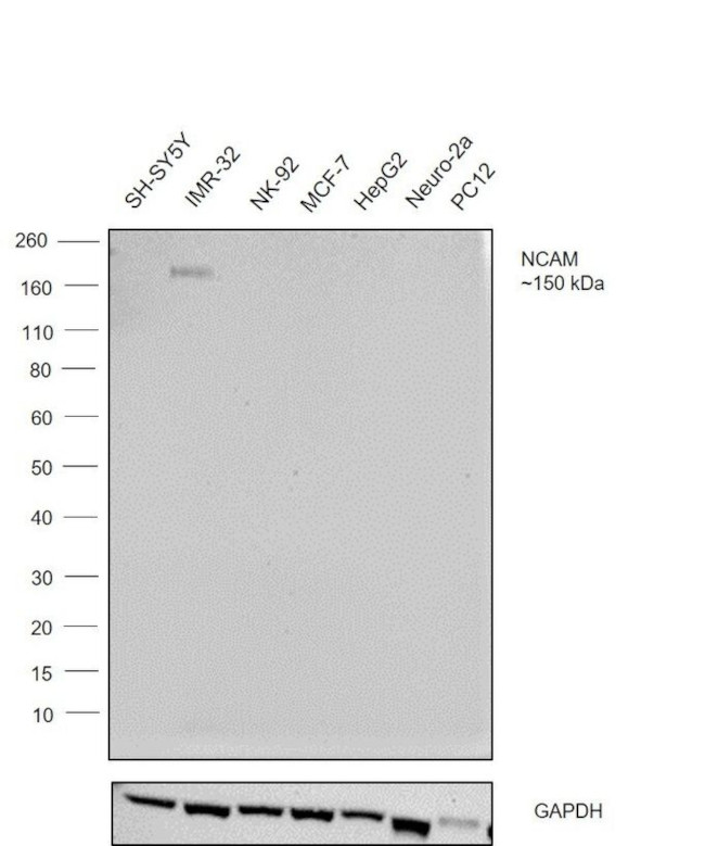 PSA-NCAM Antibody