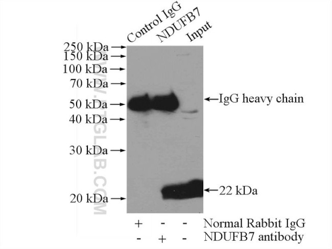 NDUFB7 Antibody in Immunoprecipitation (IP)