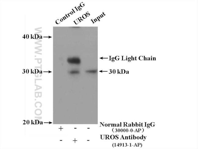 UROS Antibody in Immunoprecipitation (IP)