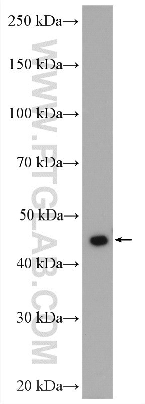 TOB1 Antibody in Western Blot (WB)