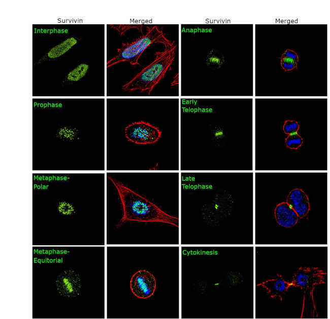 Survivin Antibody