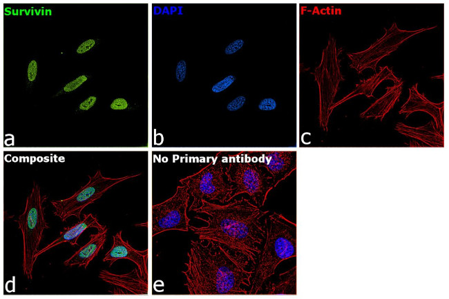 Survivin Antibody in Immunocytochemistry (ICC/IF)