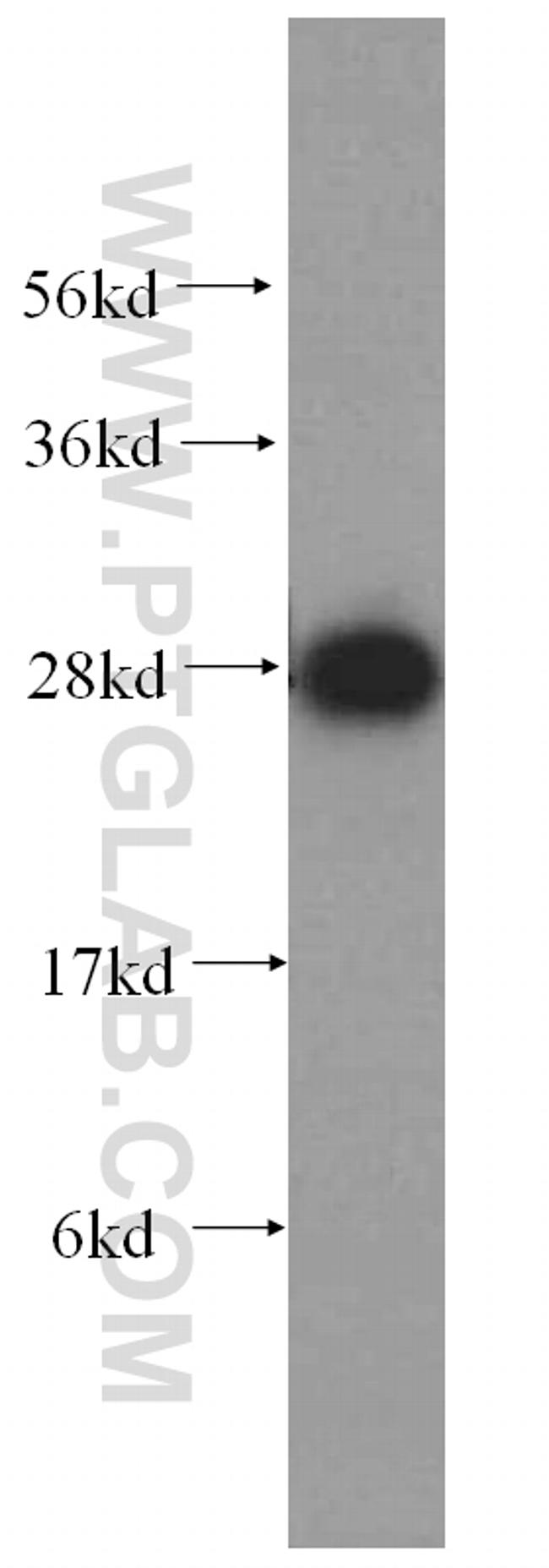 ATP6V1D Antibody in Western Blot (WB)