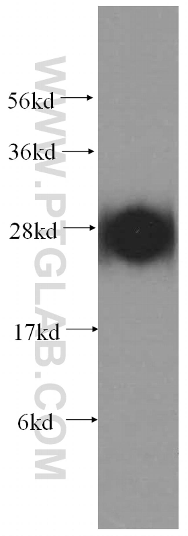 ATP6V1D Antibody in Western Blot (WB)