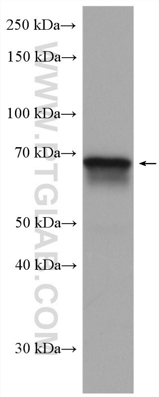 ICOSLG Antibody in Western Blot (WB)