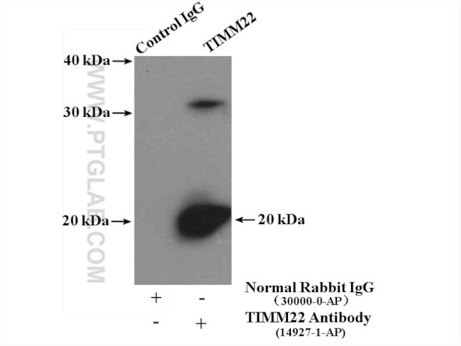 TIM22 Antibody in Immunoprecipitation (IP)