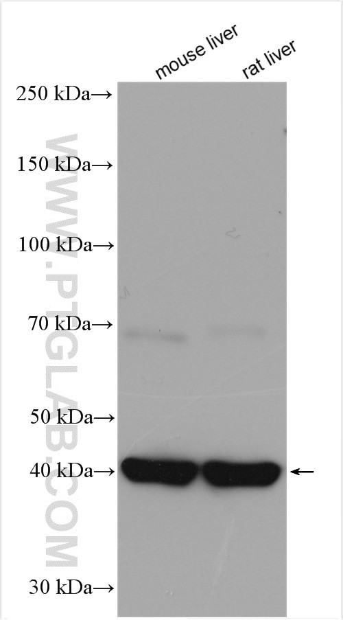 FAH Antibody in Western Blot (WB)