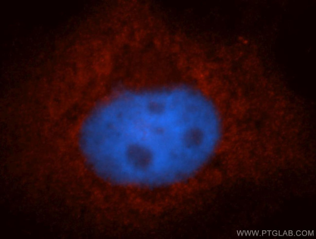 POFUT1 Antibody in Immunocytochemistry (ICC/IF)