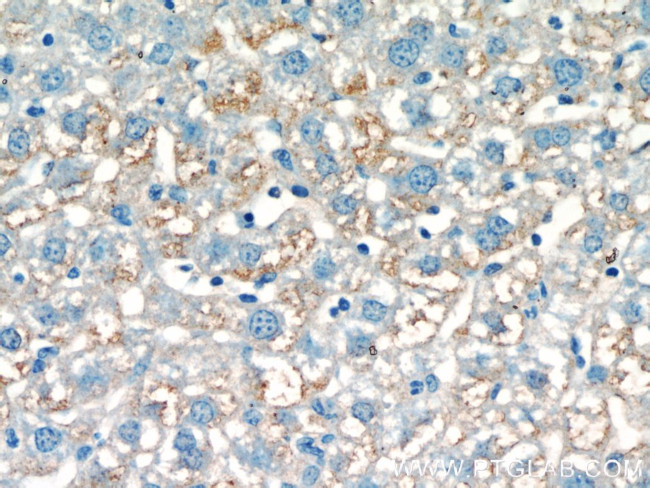 POFUT1 Antibody in Immunohistochemistry (Paraffin) (IHC (P))