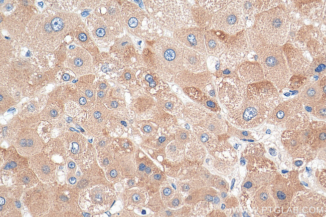 POFUT1 Antibody in Immunohistochemistry (Paraffin) (IHC (P))