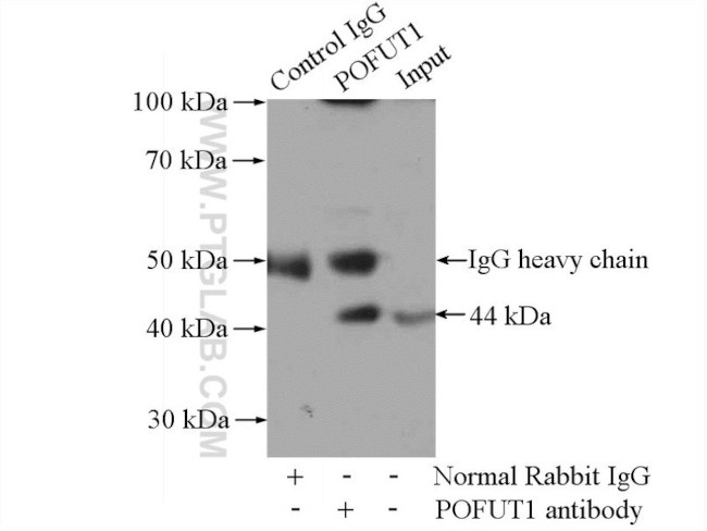 POFUT1 Antibody in Immunoprecipitation (IP)