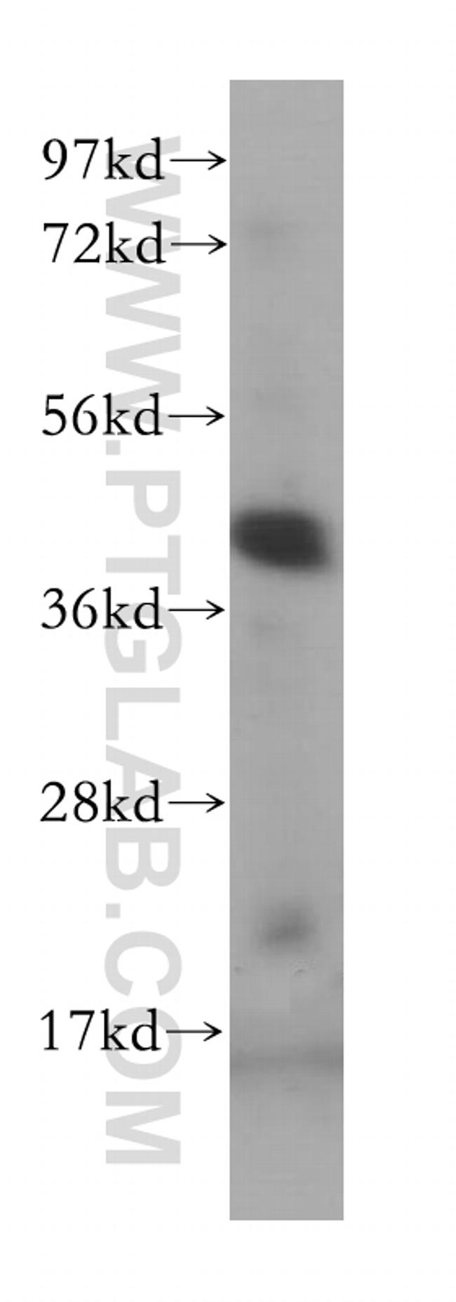 POFUT1 Antibody in Western Blot (WB)