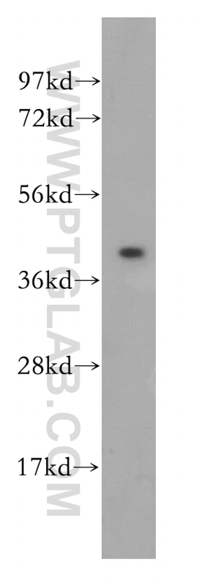 POFUT1 Antibody in Western Blot (WB)