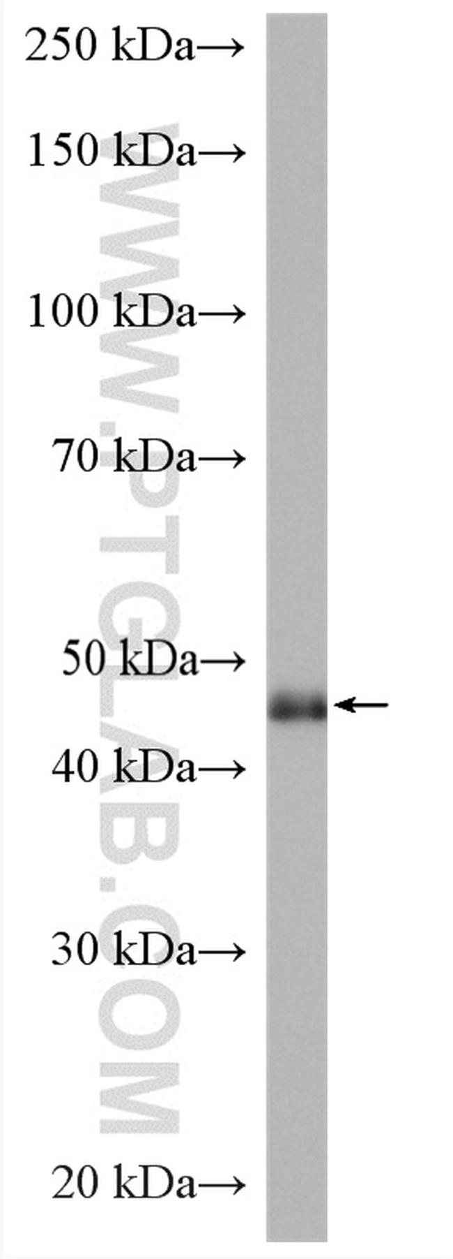 POFUT1 Antibody in Western Blot (WB)