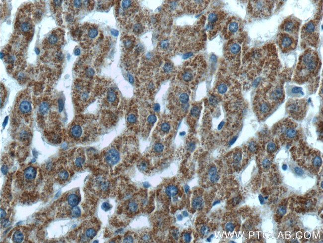 GCDH Antibody in Immunohistochemistry (Paraffin) (IHC (P))