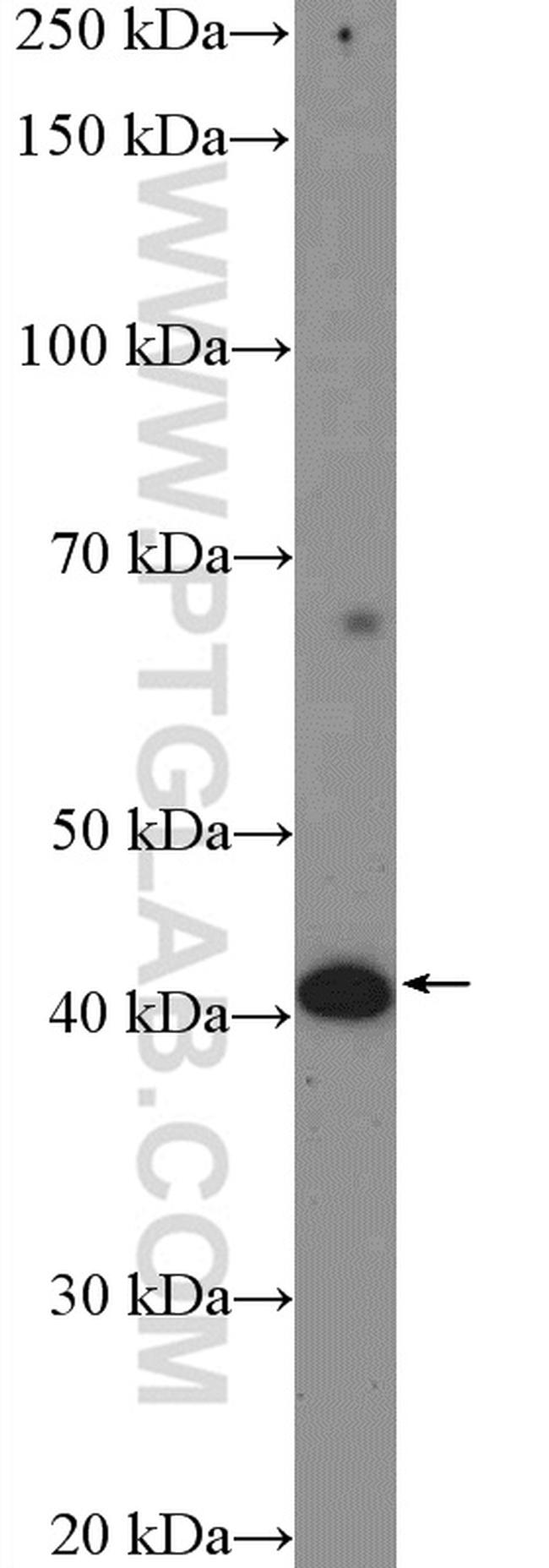 GCDH Antibody in Western Blot (WB)