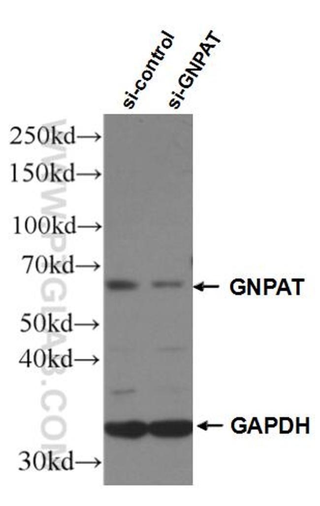 GNPAT Antibody in Western Blot (WB)